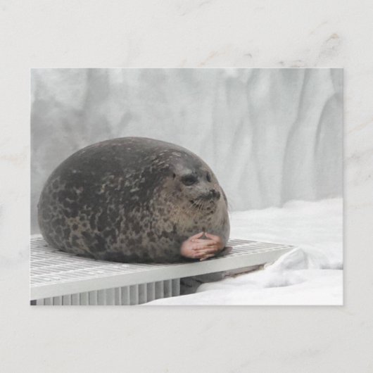 Briefkaart Judging Seal Meme (Voorkant)