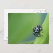 Briefkaart Jumping Spider (Voorkant / Achterkant)