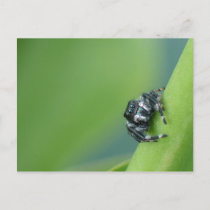 Briefkaart Jumping Spider
