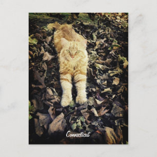 Briefkaart Kat