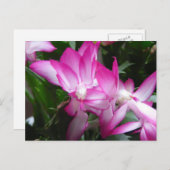 Briefkaart kerstcactus Flowers (Voorkant / Achterkant)