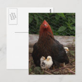 Briefkaart kippen (Voorkant / Achterkant)