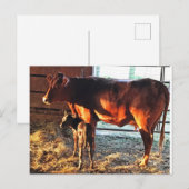 Briefkaart. Koe en kalf. Briefkaart (Voorkant / Achterkant)