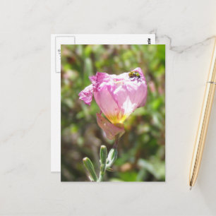 Briefkaart - komkommerbeetel