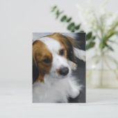 Briefkaart Kooikerhondje Dog (Staand voorkant)