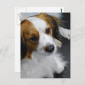 Briefkaart Kooikerhondje Dog (Voorkant / Achterkant)