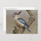 Briefkaart Kookaburra (Voorkant / Achterkant)