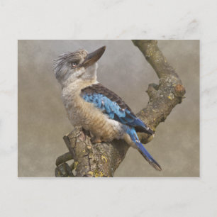 Briefkaart Kookaburra