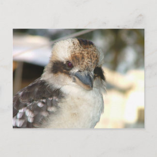 Briefkaart Kookaburra