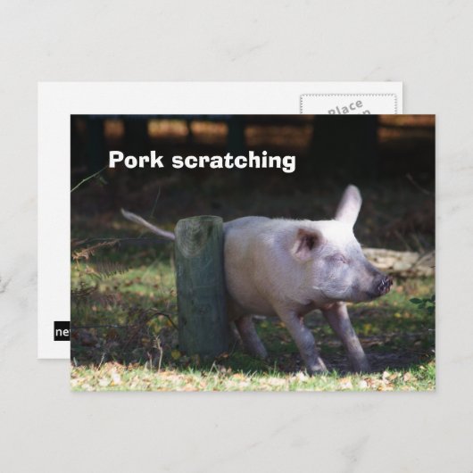 briefkaart "krassen van varkensvlees" (Voorkant / Achterkant)
