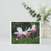 Briefkaart-Lady Slipper Orchid Briefkaart (Staand voorkant)