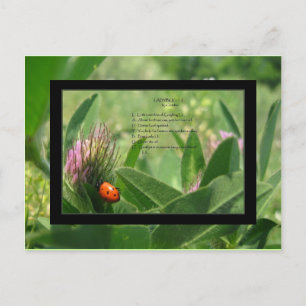 Briefkaart Ladybug Poem