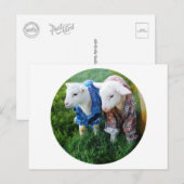Briefkaart lammeren (Voorkant / Achterkant)