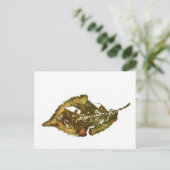 briefkaart Landwegen "Birch #2" (Staand voorkant)