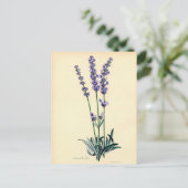 Briefkaart Lavendar (Staand voorkant)