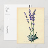 Briefkaart Lavendar (Voorkant / Achterkant)