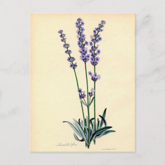 Briefkaart Lavendar (Voorkant)