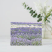 Briefkaart lavender (Staand voorkant)