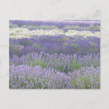 Briefkaart lavender