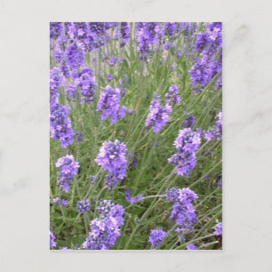 Briefkaart lavender