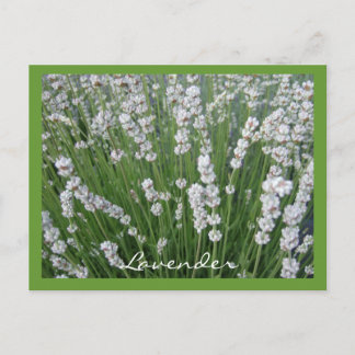 Briefkaart lavender