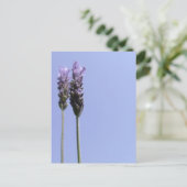Briefkaart lavender (Staand voorkant)