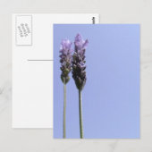 Briefkaart lavender (Voorkant / Achterkant)