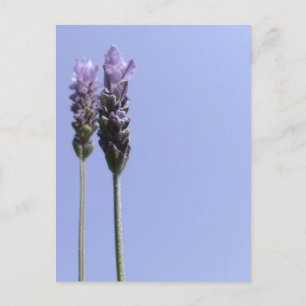 Briefkaart lavender