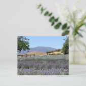 Briefkaart Lavender Field (Staand voorkant)