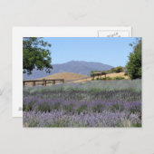 Briefkaart Lavender Field (Voorkant / Achterkant)