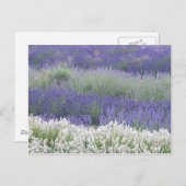 Briefkaart Lavender Field (Voorkant / Achterkant)