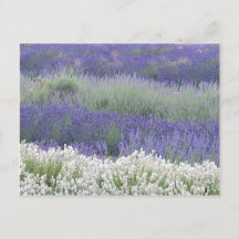 Briefkaart Lavender Field