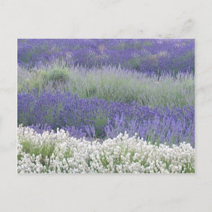 Briefkaart Lavender Field