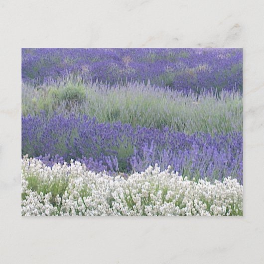Briefkaart Lavender Field (Voorkant)