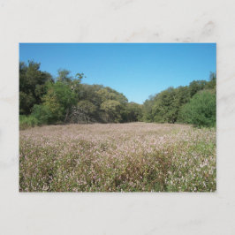 Briefkaart Lavender Fields
