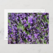 Briefkaart Lavender Fields (Voorkant / Achterkant)