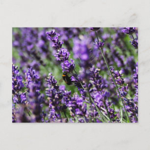 Briefkaart Lavender Fields
