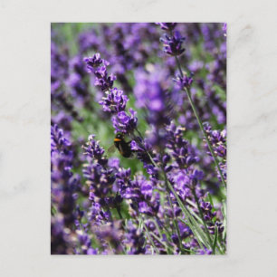 Briefkaart Lavender Fields