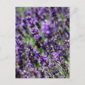 Briefkaart Lavender Fields (Voorkant)