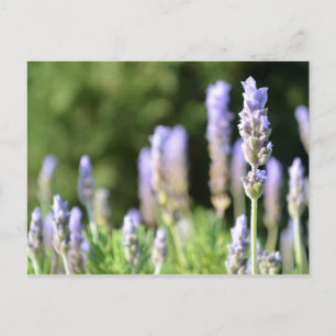 Briefkaart lavender-fotografie