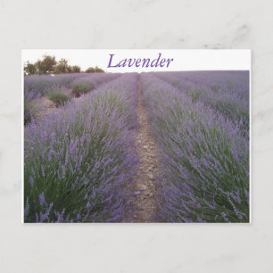 Briefkaart lavender veld