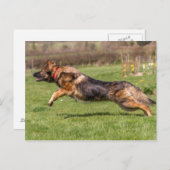 Briefkaart leaping German Shepherd Dog Alsatian (Voorkant / Achterkant)