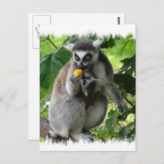 Briefkaart Lemur (Voorkant / Achterkant)
