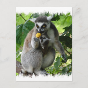 Briefkaart Lemur