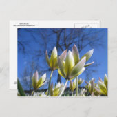 Briefkaart lentesbloemen (Voorkant / Achterkant)