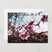 Briefkaart lentroze bloesems (Voorkant / Achterkant)