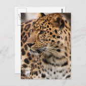 Briefkaart leopard (Voorkant / Achterkant)