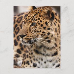 Briefkaart leopard