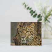 Briefkaart Leopard Safari (Staand voorkant)