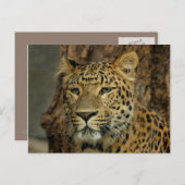 Briefkaart Leopard Safari (Voorkant / Achterkant)